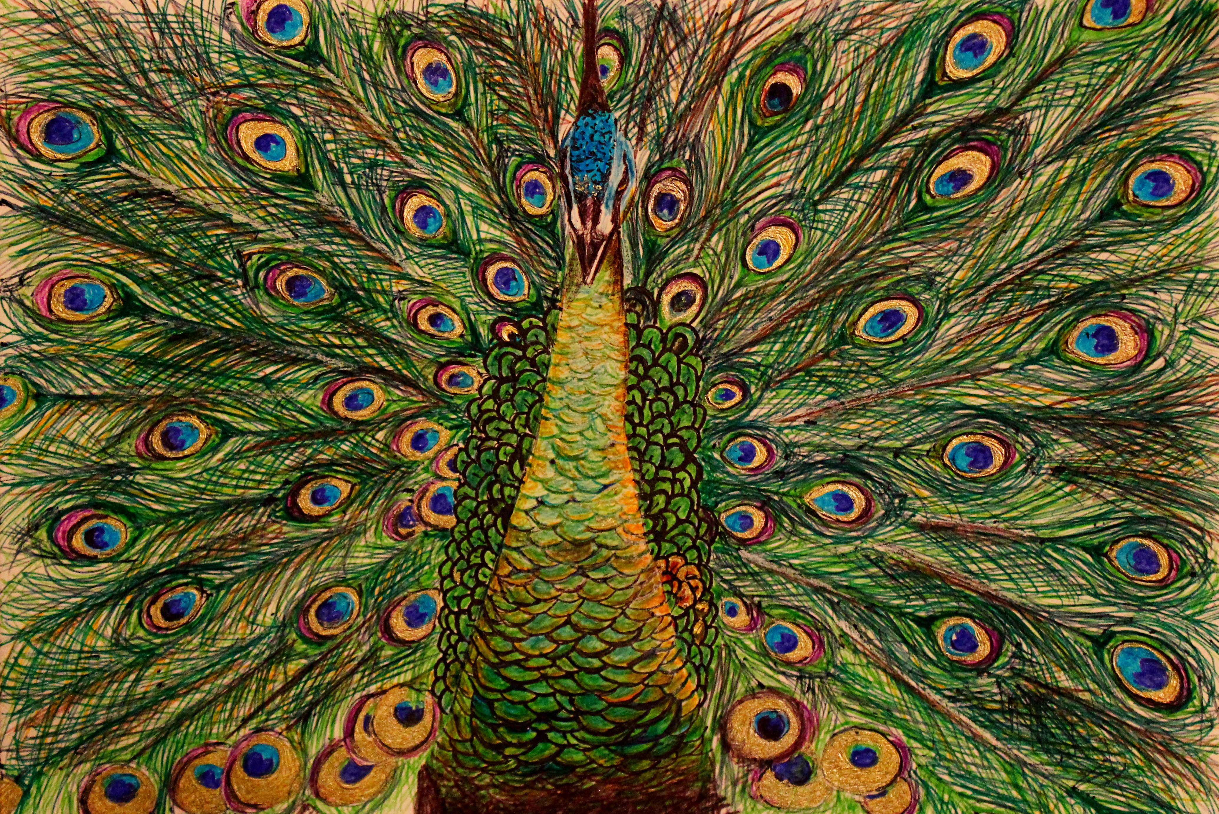GREEN PEAFOWL 2021