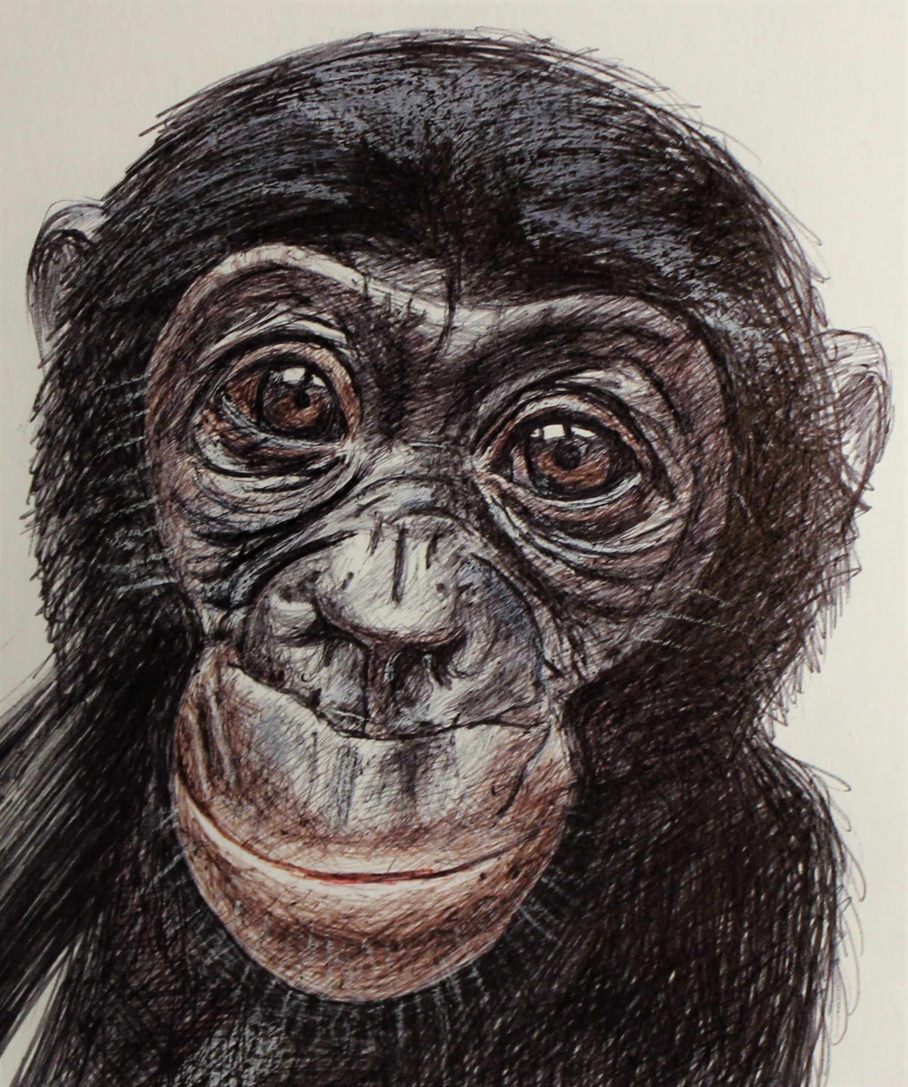 BONOBO 2021