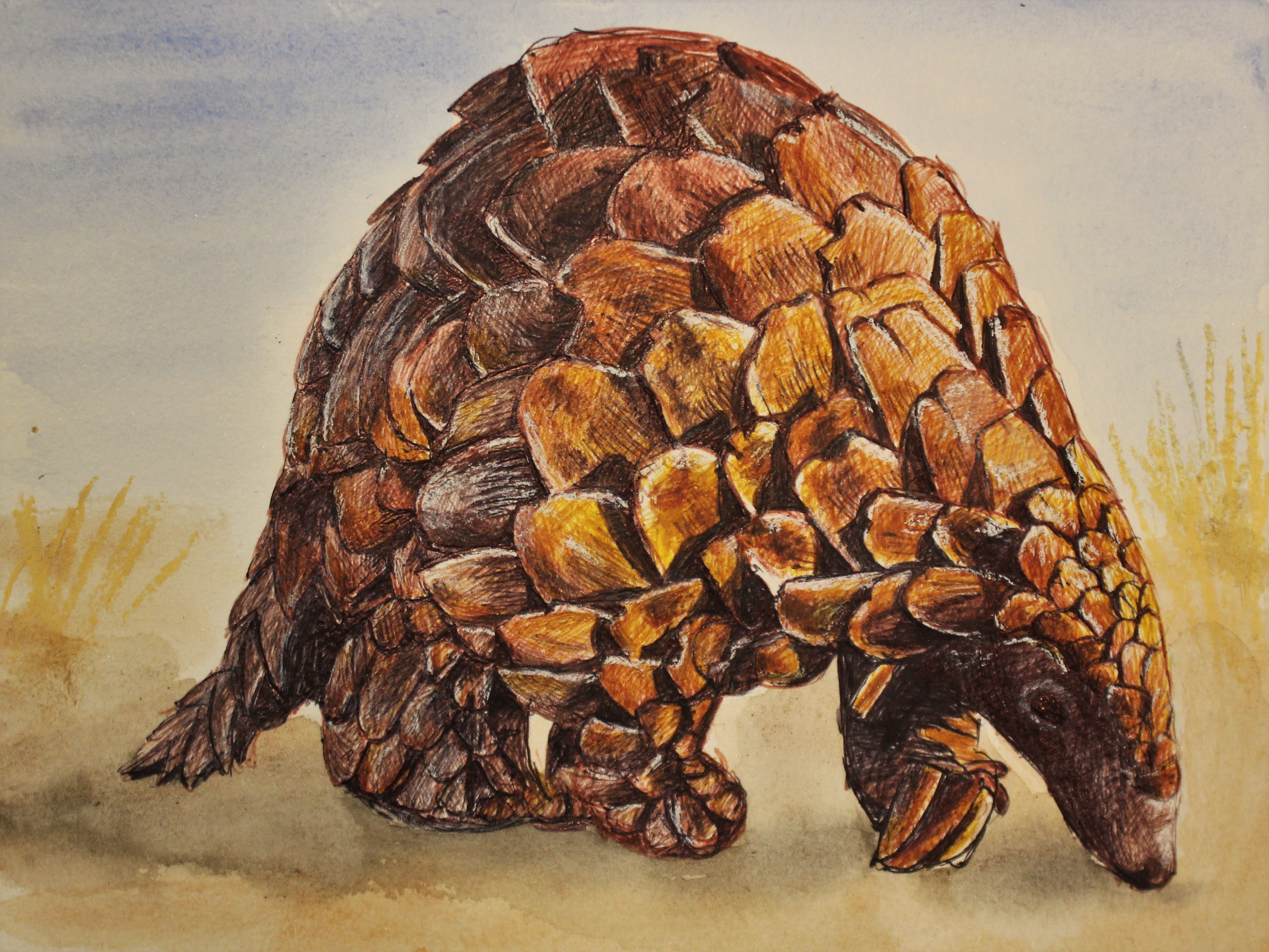 PANGOLIN 2022