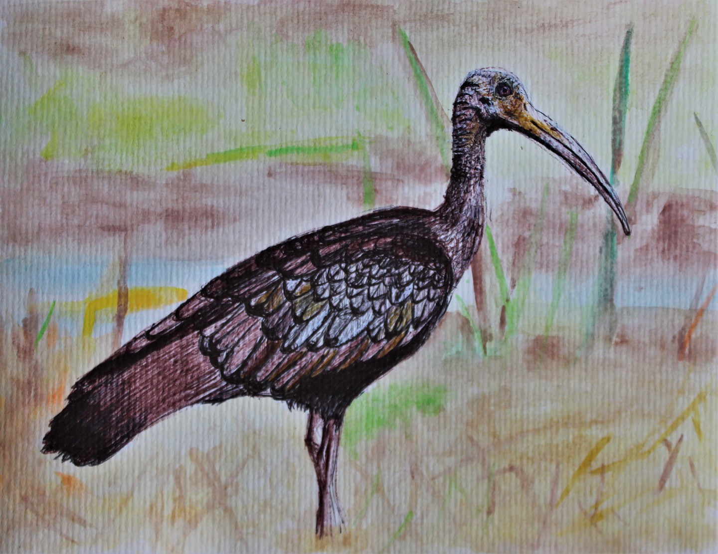 GIANT IBIS 2023