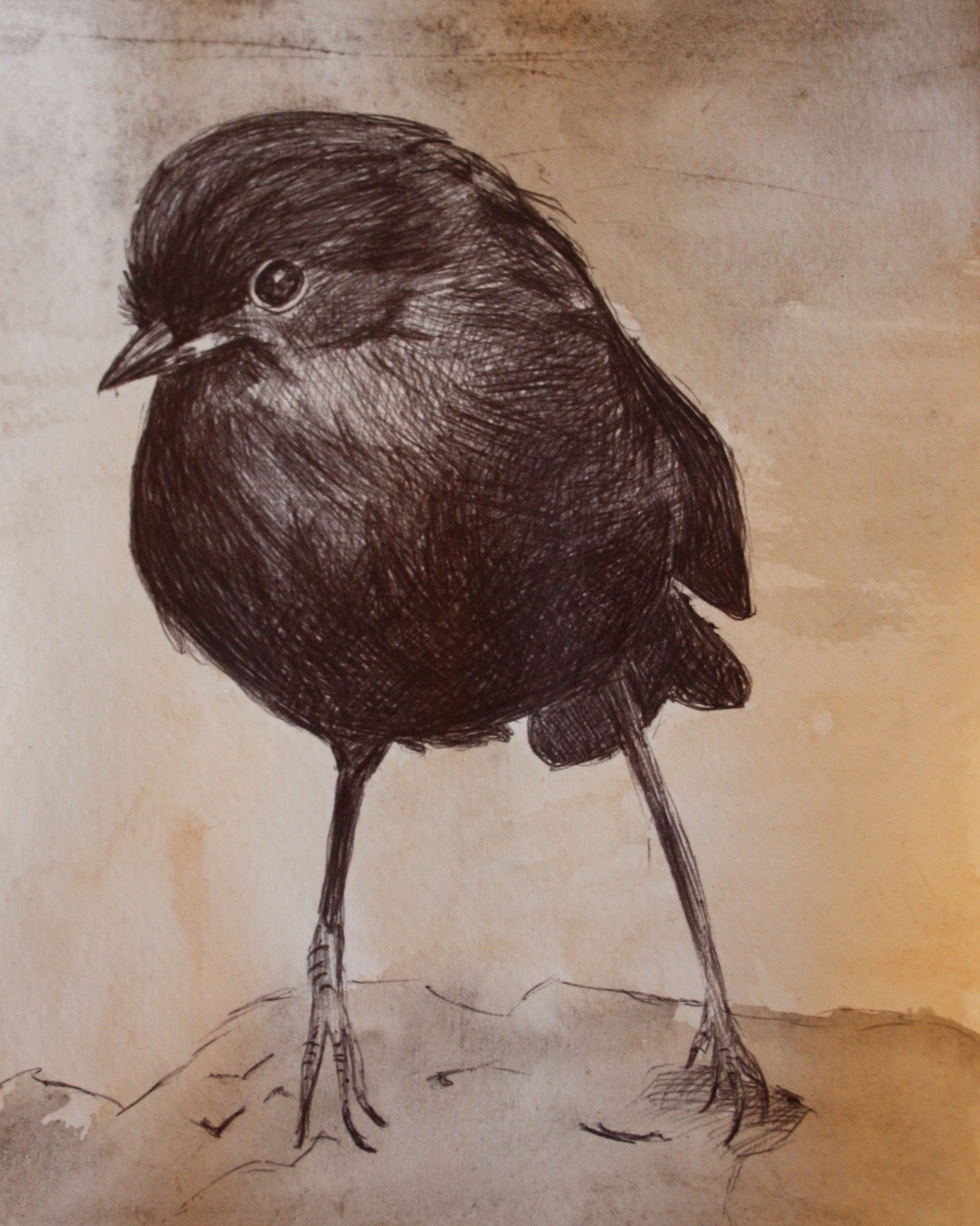 BLACK ROBIN 2025