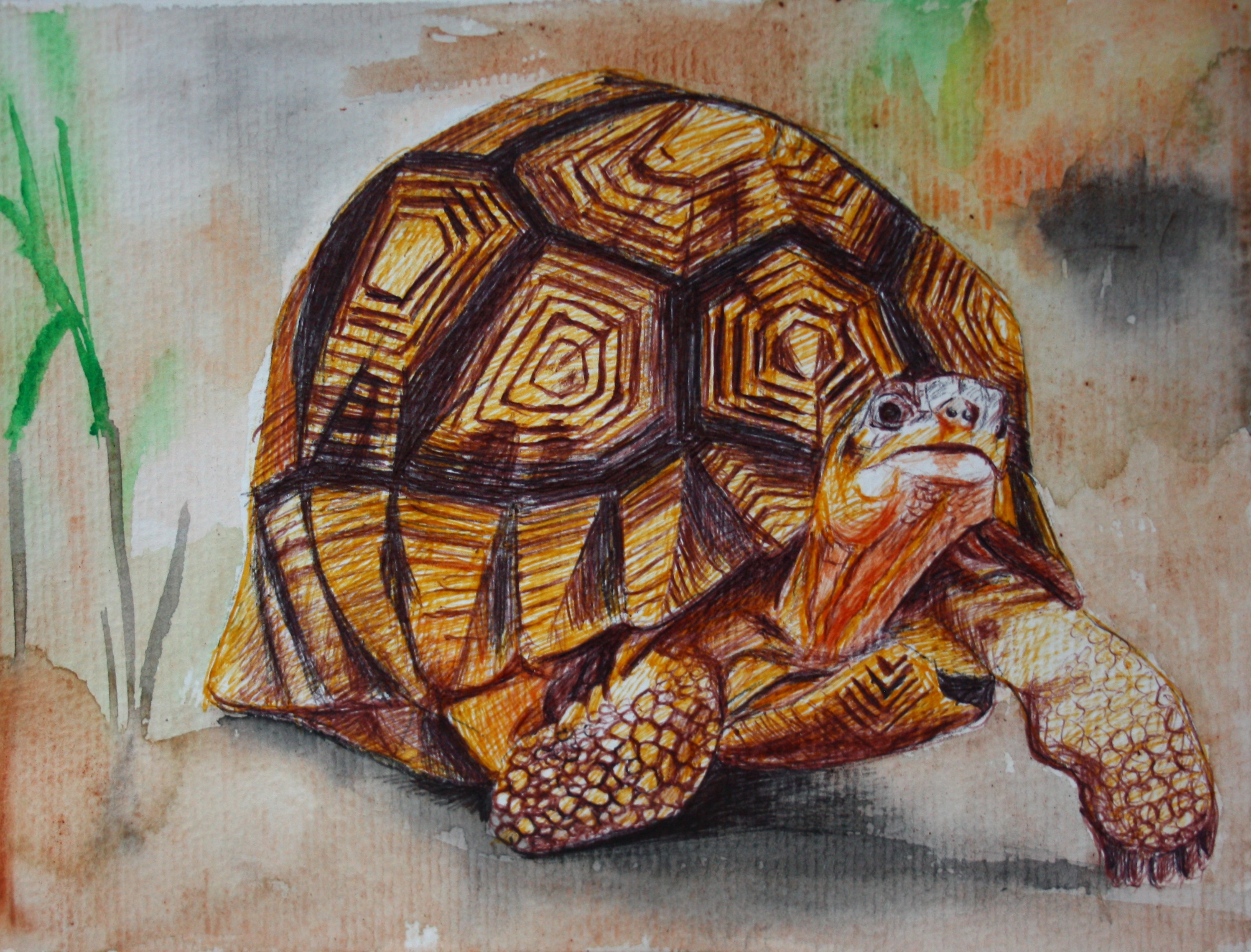 PLOUGSHARE TORTOISE 2025