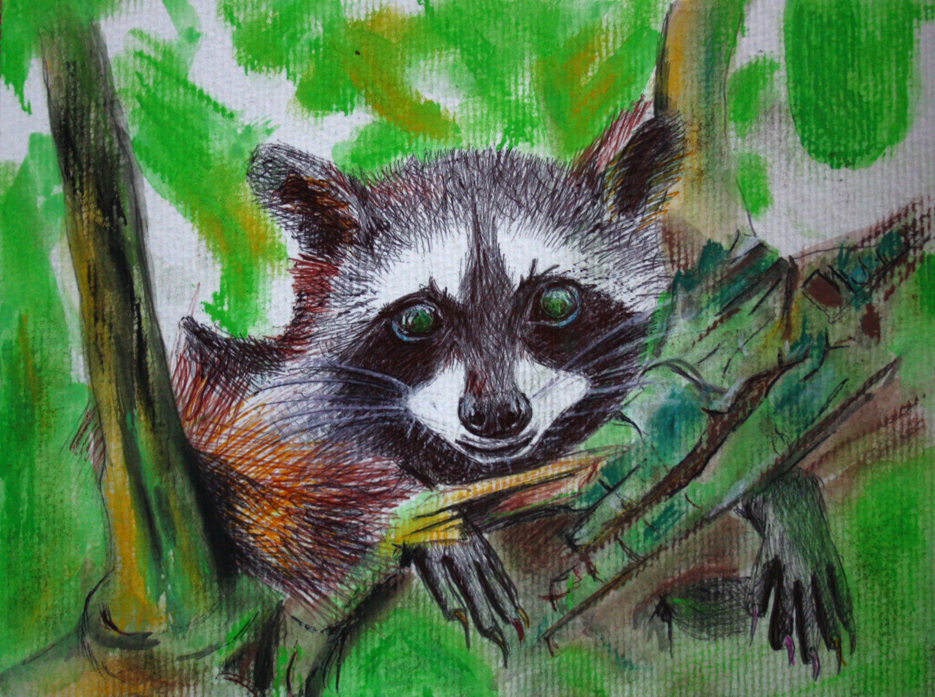 COZUMEL RACCOON 2026